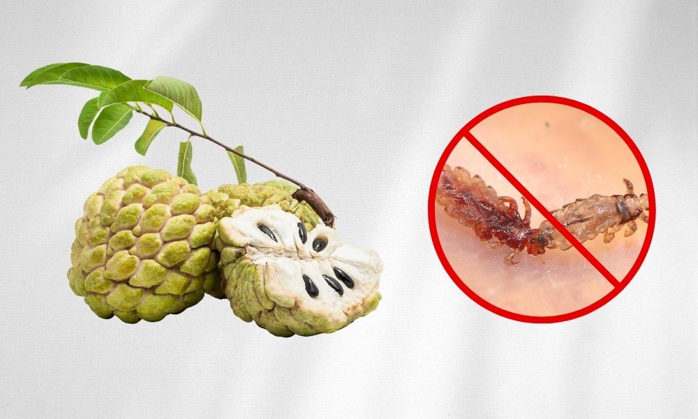 Hạt na là mẹo trị chấy được nhiều người tin tưởng và áp dụng